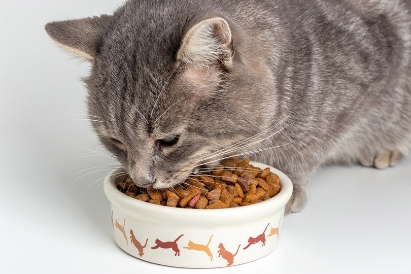 best sensitive stomach cat food
