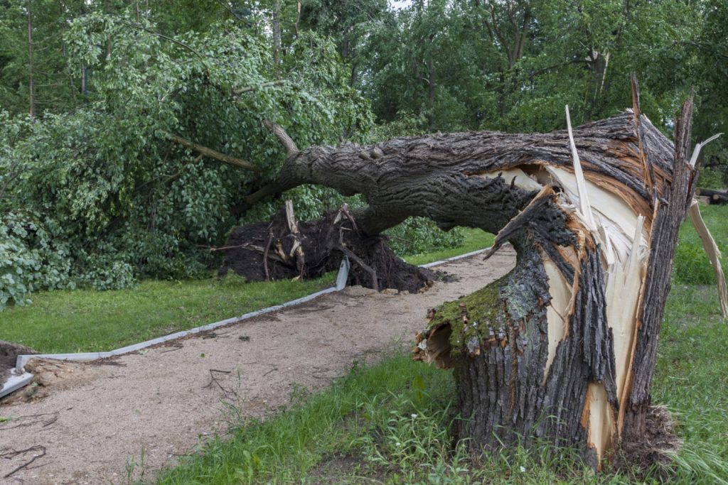 tree surgeon wilmslow